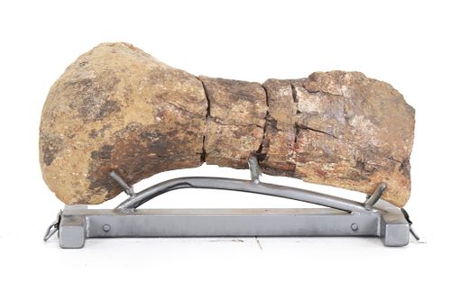 Cretaceous Period Hadrosaur Bone From Eastern MT