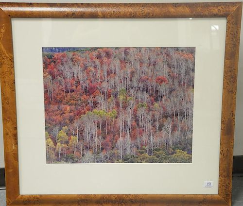 Christopher Burkett (1951) 
Cibachrome 
"Mountainside Red Oak in Aspen Utah 1995" 
printed 1997 print #27 
signed in pencil o