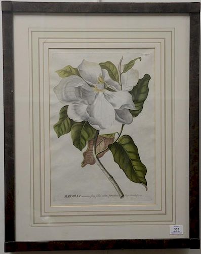 Georg Ehret hand colored copper plate engraving Magnolia Maximo Flore, Folus Subtus