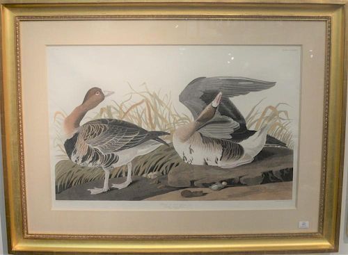 After John James Audubon (1785-1851)  hand colored engraving  White-Fronted Goose, Lath  Anser Albifrons Bechst  1 male, 2 f.