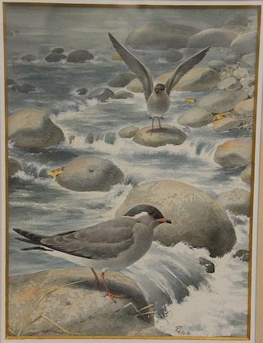 Rena Fennessy  (20th Century) 
pair of watercolors paper 
"White Starred Brush Robin" 
and 
"The Collared Pratincole" 
signed