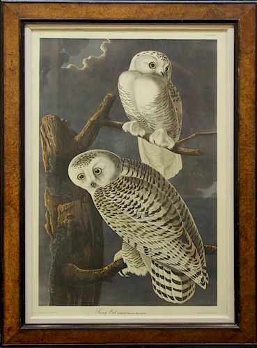 After J.J. Audubon (American, 1785-1851) - Print