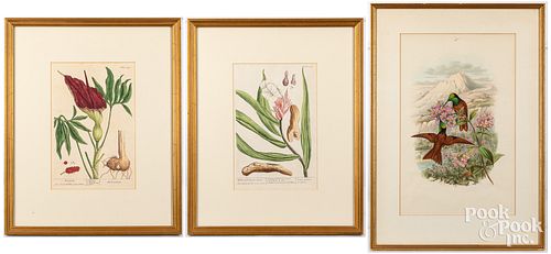 Pair of Elizabeth Blackwell botanical engravings