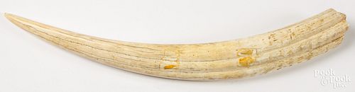 Walrus tusk, 19th c.