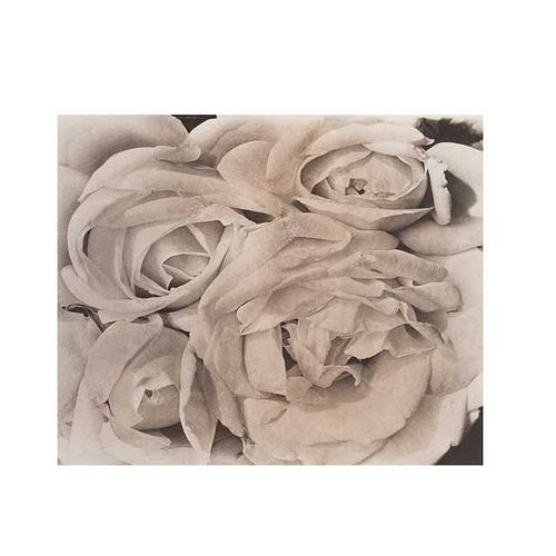 TINA MODOTTI. La rosas, 1924. Sin firma. Platino paladio sobre papel arches, edición póstuma- 18 x 22.5 cm imagen / 28 x 36 cm papel