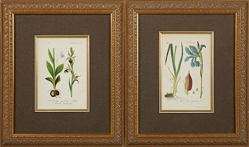 "Iris Spuria," and "Ophrys Apifera," 19th c., pair