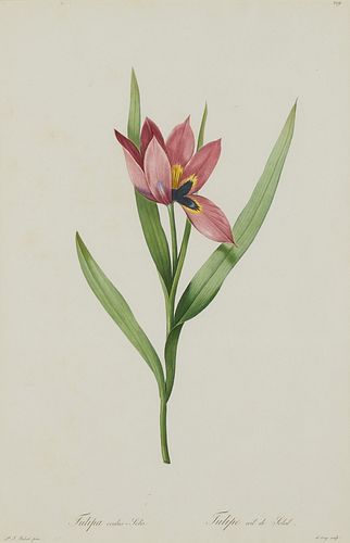 Pierre-Joseph Redoute Red Tulip Botanical Print