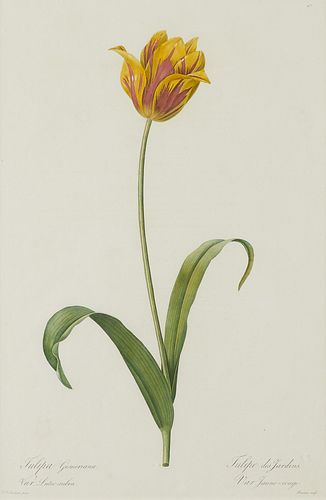 Pierre-Joseph Redoute Yellow Tulip Botanical Print