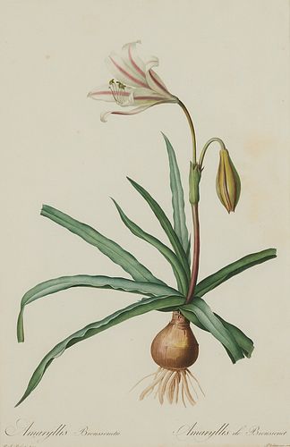 Pierre-Joseph Redoute Lily Botanical Print