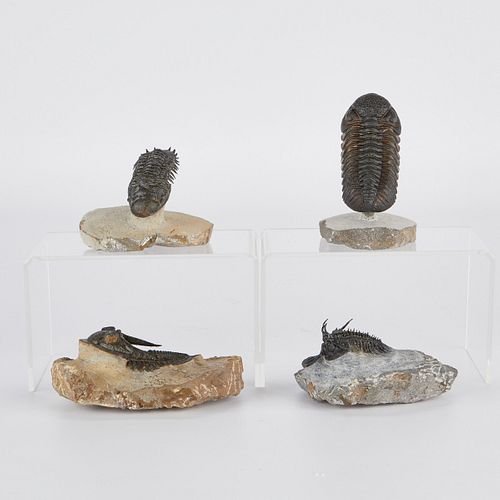 Group of 4 Fossilized Trilobites