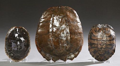 Group of Three Turtle Shells, 20th c., consisting