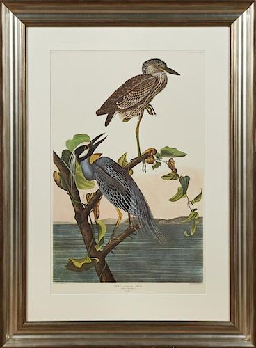 John James Audubon (1785-1851), "Yellow-crowned He