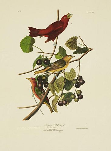 John James Audubon (1785-1851), "Summer Red Bird,"