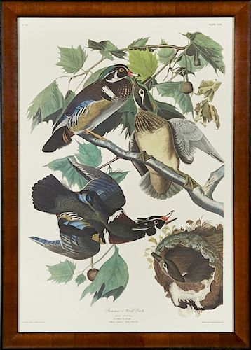 John James Audubon (1785-1851), "Summer or Wood Du