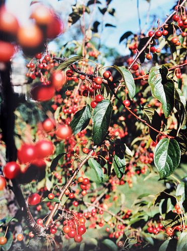 Jack Pierson RED BERRIES C-Print, Signed Edition