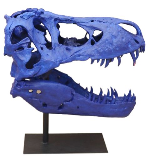 Replica of T Rex Dinosaur Skull
