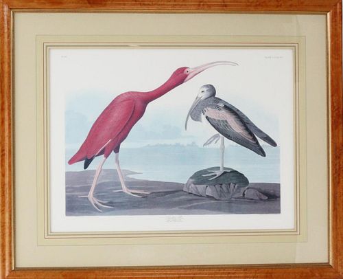 R. Havell Engraved Colored Print, Scarlet Ibis