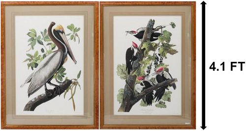 R. Havell Pair of Engraved Colored Bird Prints