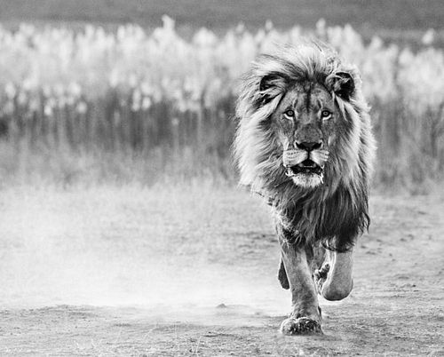 David Yarrow, One Foot On The Ground 2014 Signed & Numbered Ap