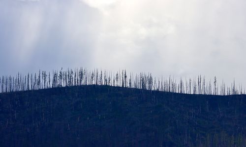 BOB WYNNE, Glacier National Park Burn