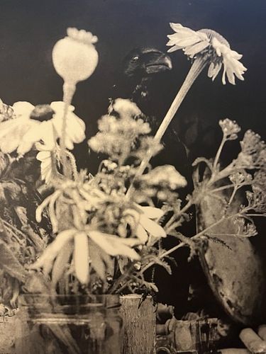 Jim Dine "Plant, 1998" Print.