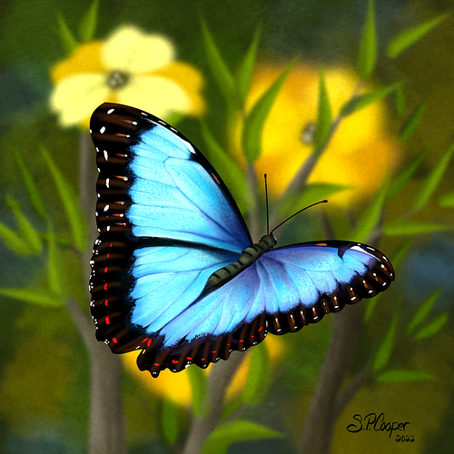 SUSAN COOPER, Blue Morpho Butterfly