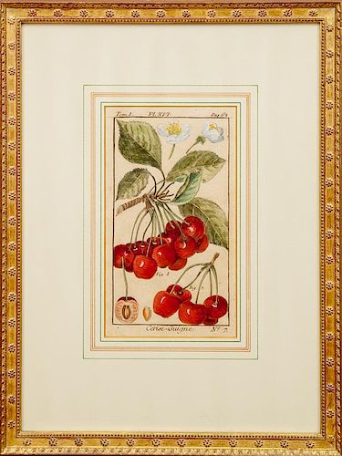 After Henri-Louis Duhamel du Monceau (1700-1782): Nine Plates, from Traité des Arbres Fruitiers