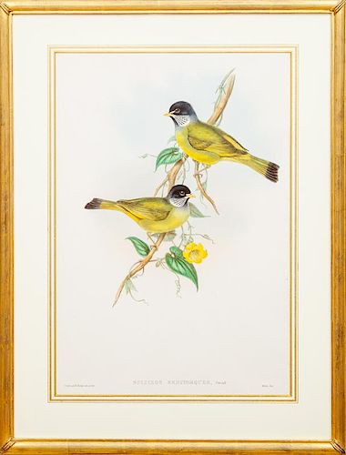 After John Gould (1804–1881) and Henry Constantine Richter (1821–1902): Bird Specimens
