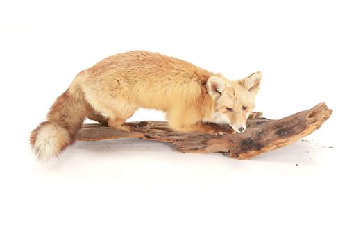 Taxidermy Montana Red Fox Full Body Mount