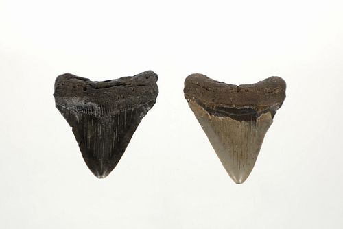 Fossilized Megaladon Shark Teeth From S. Carolina
