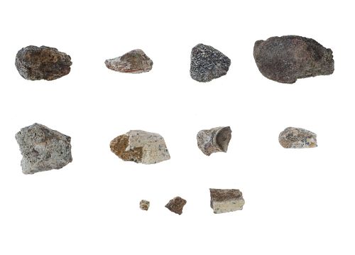 Dinosaur Bones Found In Eastern Montana (11)