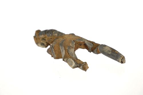 Australian Mud Lobster Fossil From Miocene Era