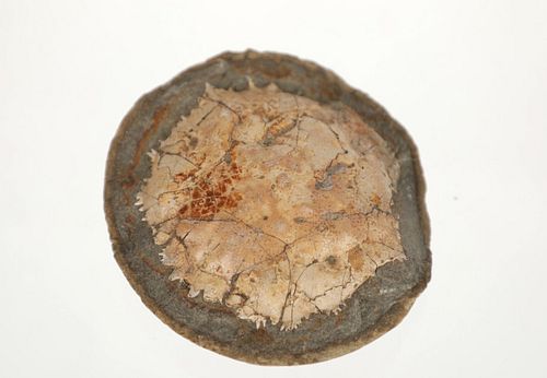 Amazing Trichopeltarion Greggi Fossil Cenozoic Era