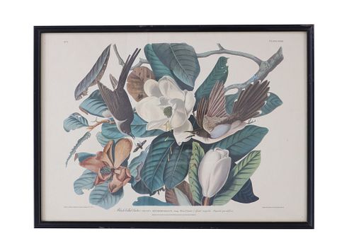 J. J. Audubon Framed Print "Black-Billed Cuckoo"