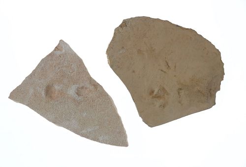 Permian Era Laoporus Tracks In Coconino Sandstone