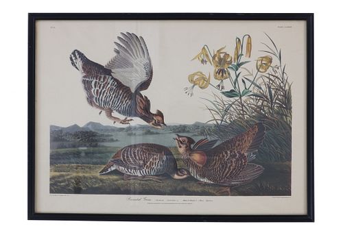J. J. Audubon Framed Print "Pinnated Grous"