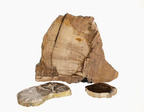 Cut & Polished Nevada Petrified Wood (3)