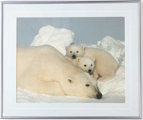 Dr. Steven Amstrup Framed Polar Bear Photo 1989