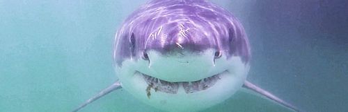 Atlantic White Shark Conservancy Private Charter 