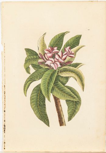 Mark Catesby, Pink Oleander, Hand Colored Engraving
