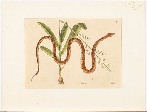 Mark Catesby (1682-1749) Botanical Engraving