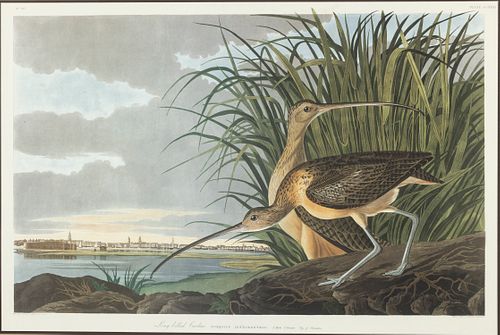 J.J. Audubon, Long Billed Curlew(City of Charleston)