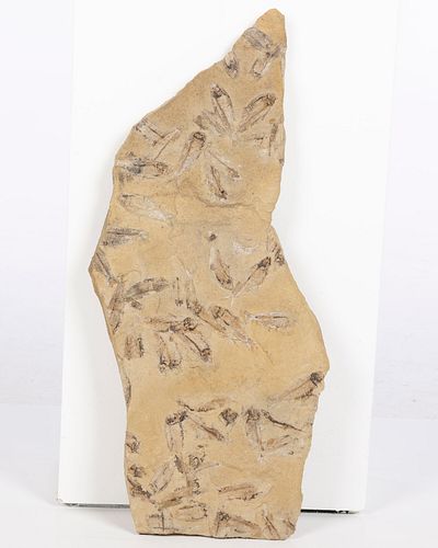 Fish Fossil Fragment