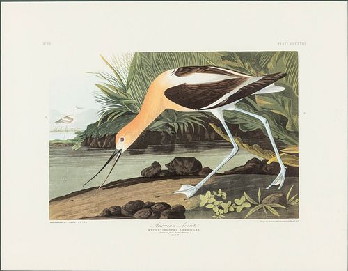 J J Audubon, American Avocet,  Audubon Society Edit.
