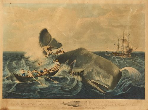 WM Page & CB Hulsart - Capturing a Sperm Whale