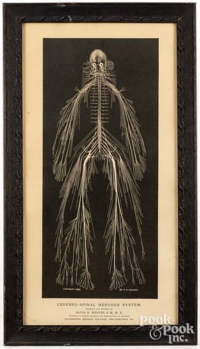 Medical print of the Cerebro-Spinal Nervous System