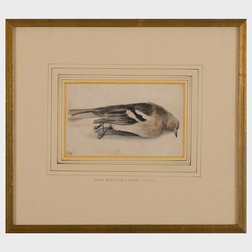 John Hancock of Derby (1808-1890): Ornithological Drawings: Group of Three