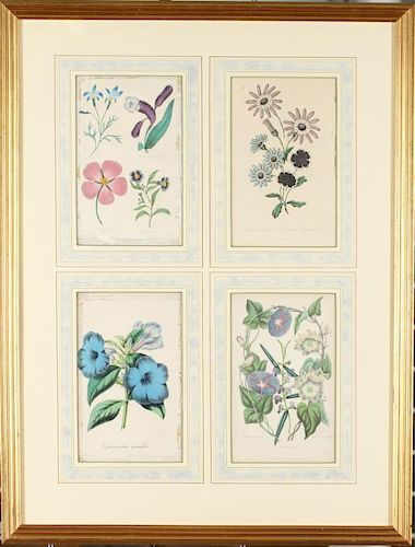 Alfred Adlard & James Andrews- 4 Floral Studies