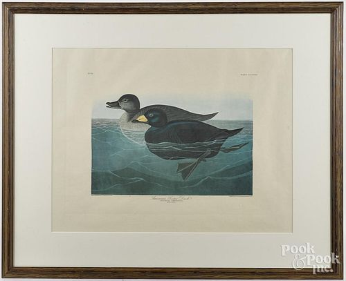Amsterdam edition Audubon color engraving of the American Scooter Duck, 18 3/4'' x 26''.