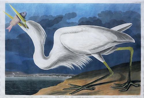 Audubon Aquatint Engraving, Great White Heron